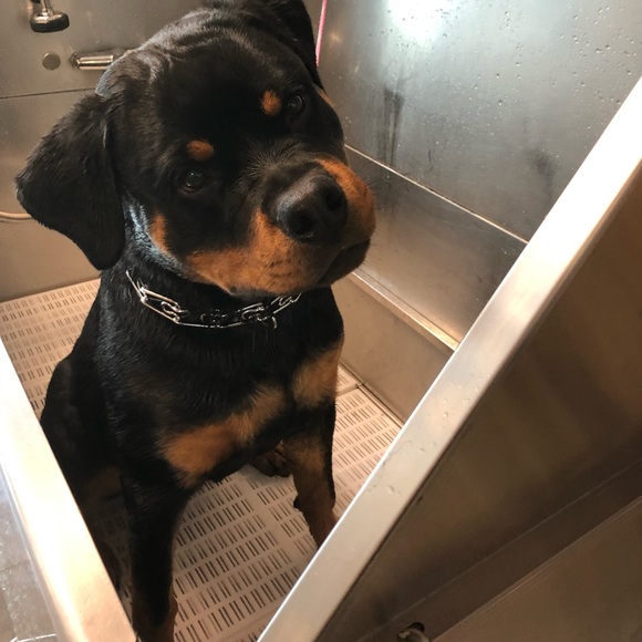 ❤️WHY YOU FOLLOW & SHARE 🐶❤️New listing Comments or chat♥️See 2nd Slide❤️ - Picture 5 of 17